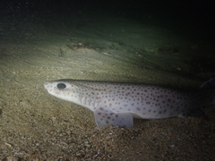 Scyliorhinus canicula