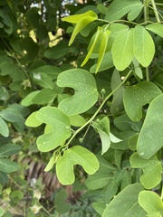 Passiflora mexicana