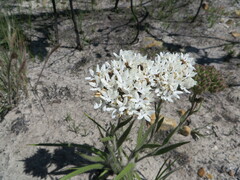 Corymbium villosum