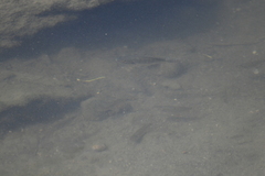 Systomus orphoides