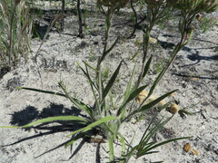 Corymbium villosum