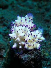 Mexichromis multituberculata