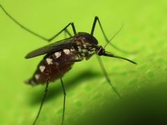 Armigeres subalbatus