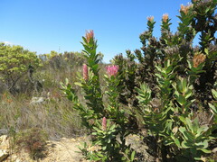 Protea compacta