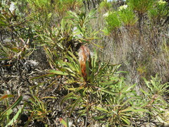 Protea longifolia