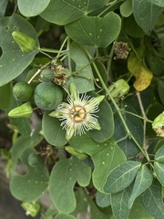 Passiflora mexicana