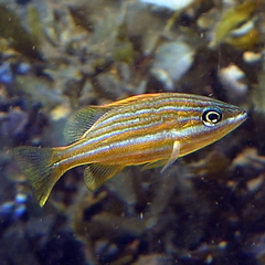 Lutjanus carponotatus