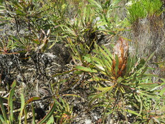 Protea longifolia