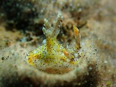 Plocamopherus tilesii