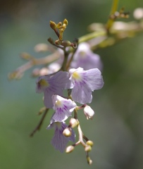 Ionopsis utricularioides