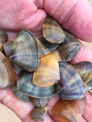 Donacidae