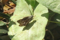 Torbenlarsenia gemella