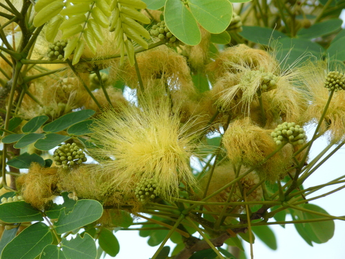 Albizia lebbeck