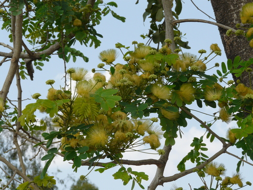 Albizia lebbeck