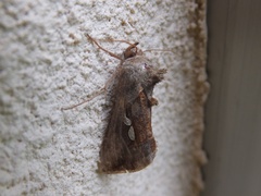 Chrysodeixis eriosoma