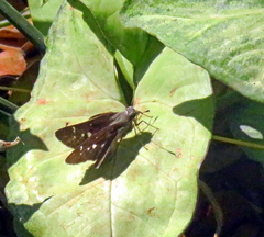 Torbenlarsenia gemella