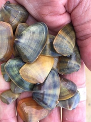 Donacidae
