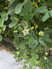 Passiflora mexicana