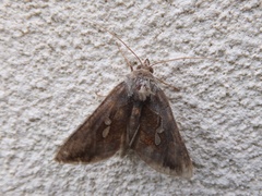 Chrysodeixis eriosoma