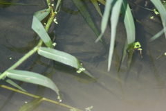 Trichopodus trichopterus