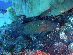 Cephalopholis sonnerati