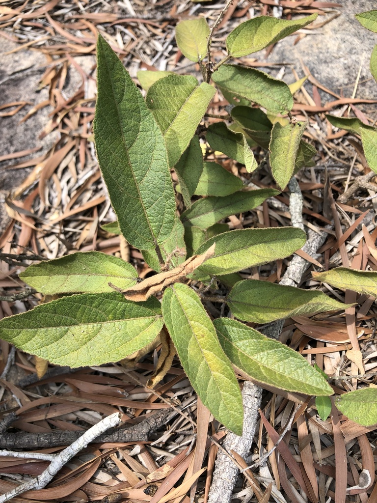 Croton crassifolius