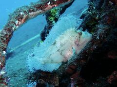 Taenianotus triacanthus