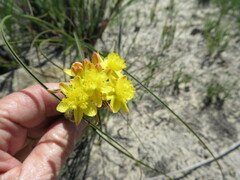 Bulbine abyssinica