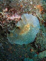 Planoceridae