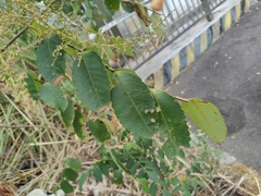 Rhus chinensis