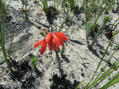 Erica cerinthoides cerinthoides