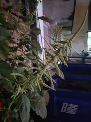 Amaranthus viridis