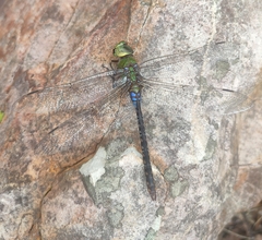 Anax guttatus