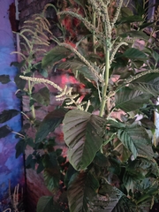 Amaranthus viridis