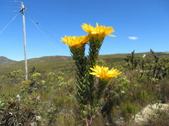 Lachnaea aurea