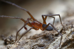 Mesiotelus
