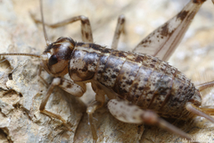 Gryllomorpha longicauda