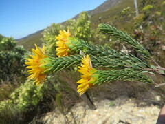 Lachnaea aurea