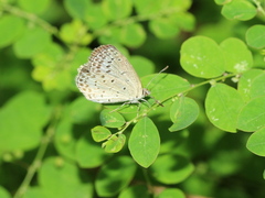 Pseudozizeeria maha okinawana