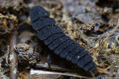 Nyctophila reichii