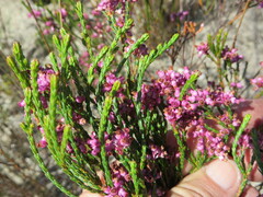 Erica corifolia