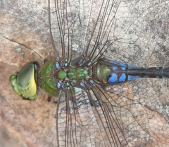 Anax guttatus