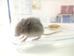 Rodentia