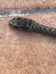 Malpolon monspessulanus