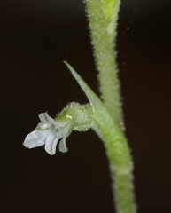 Beloglottis costaricensis