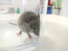 Rodentia
