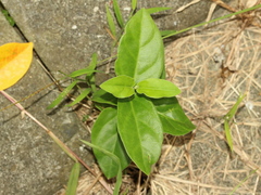 Vincetoxicum hirsutum