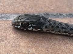 Malpolon monspessulanus