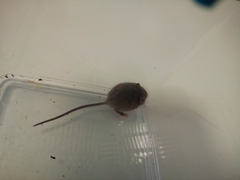 Rodentia