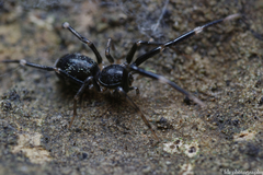 Liophrurillus flavitarsis